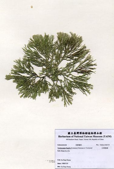 中文名：白果胞藻 (A000759)學名： em Tricleocarpa fragilis (Linnaeus) Huisman et Townsend /em 