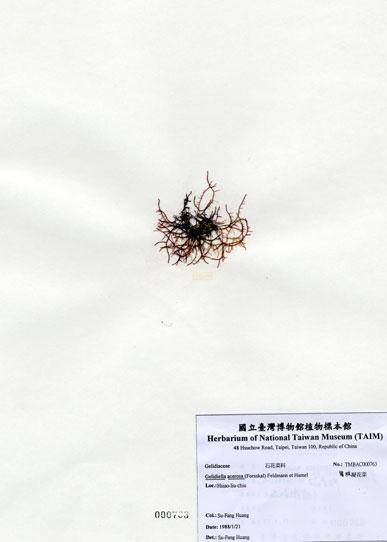 中文名：匍枝凝花菜 (A000763)學名： em Gelidiella acerosa (Forsskal) Feldmann et Hamel /em 