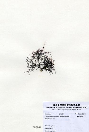 中文名：匍枝凝花菜 (A000764)學名： em Gelidiella acerosa (Forsskal) Feldmann et Hamel /em 