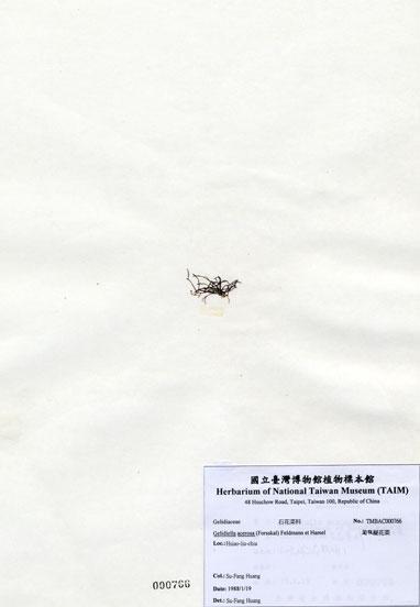 中文名：匍枝凝花菜 (A000766)學名： em Gelidiella acerosa (Forsskal) Feldmann et Hamel /em 
