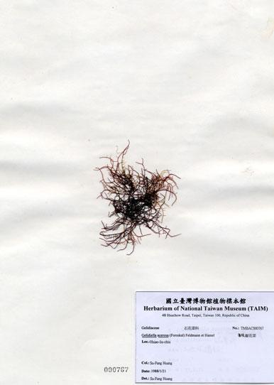 中文名：匍枝凝花菜 (A000767)學名： em Gelidiella acerosa (Forsskal) Feldmann et Hamel /em 