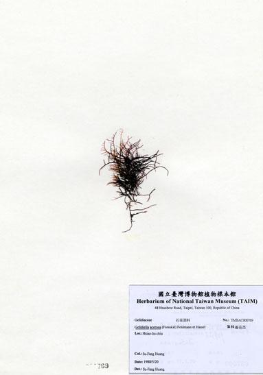 中文名：匍枝凝花菜 (A000769)學名： em Gelidiella acerosa (Forsskal) Feldmann et Hamel /em 