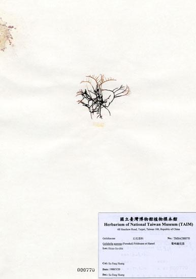 中文名：匍枝凝花菜 (A000770)學名： em Gelidiella acerosa (Forsskal) Feldmann et Hamel /em 