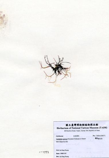 中文名：匍枝凝花菜 (A000771)學名： em Gelidiella acerosa (Forsskal) Feldmann et Hamel /em 