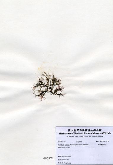 中文名：匍枝凝花菜 (A000772)學名： em Gelidiella acerosa (Forsskal) Feldmann et Hamel /em 