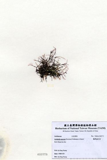 中文名：匍枝凝花菜 (A000773)學名： em Gelidiella acerosa (Forsskal) Feldmann et Hamel /em 