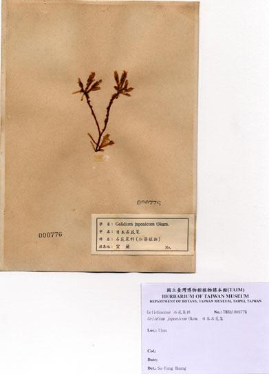 中文名：日本石花菜 (A000776)學名： em Gelidium japonicum (Harvey) Okamura /em 