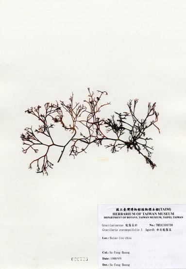 中文名：傘房龍鬚菜 (A000798)學名： em Gracilaria coronopifolia J. Agardh /em 