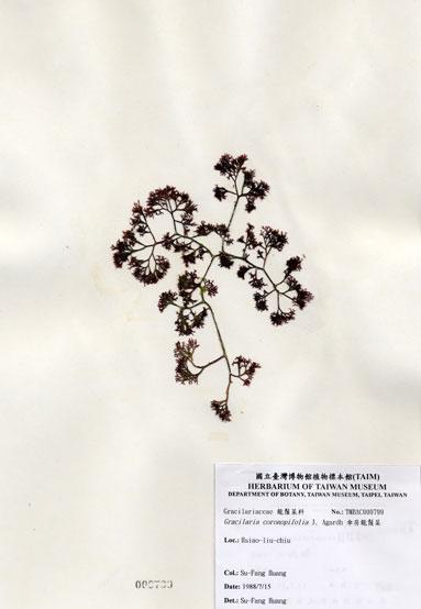 中文名：傘房龍鬚菜 (A000799)學名： em Gracilaria coronopifolia J. Agardh /em 