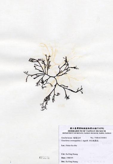 中文名：傘房龍鬚菜 (A000801)學名： em Gracilaria coronopifolia J. Agardh /em 