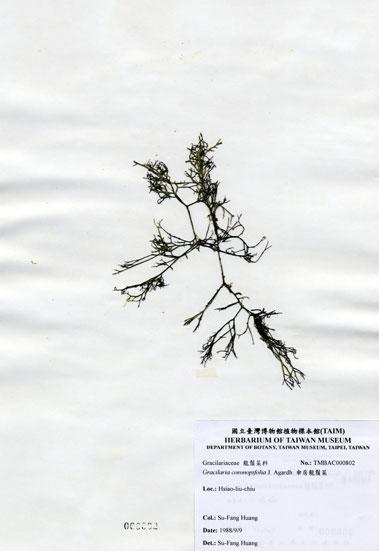 中文名：傘房龍鬚菜 (A000802)學名： em Gracilaria coronopifolia J. Agardh /em 