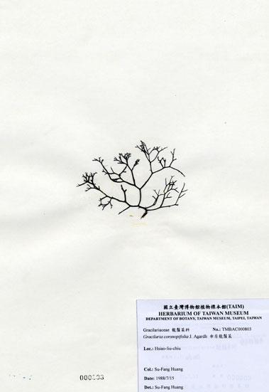 中文名：傘房龍鬚菜 (A000803)學名： em Gracilaria coronopifolia J. Agardh /em 