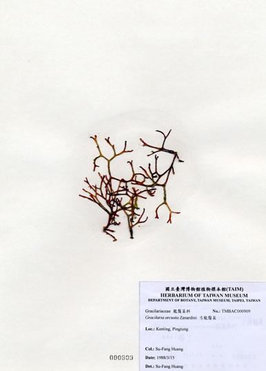 中文名：弓龍鬚菜 (A000909)學名： em Gracilaria arcuata Zanardini /em 