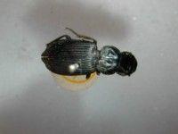 拉丁屬名： em Dioryche /em 拉丁種名： em laticeps /em 