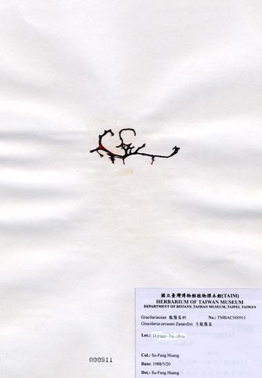 中文名：弓龍鬚菜 (A000911)學名： em Gracilaria arcuata Zanardini /em 