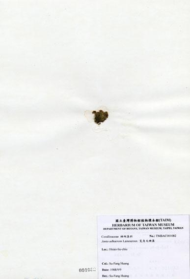 中文名：寬角叉珊藻 (A001082)學名： em Jania adhaerens Lamouroux /em 