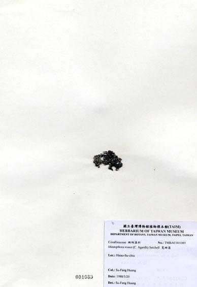 中文名：寬珊藻 (A001089)學名： em Mastophora rosea (C. Agardh) Setchell /em 