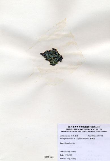 中文名：寬珊藻 (A001090)學名： em Mastophora rosea (C. Agardh) Setchell /em 