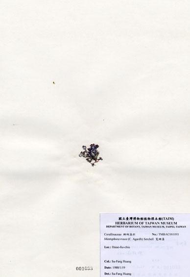 中文名：寬珊藻 (A001093)學名： em Mastophora rosea (C. Agardh) Setchell /em 