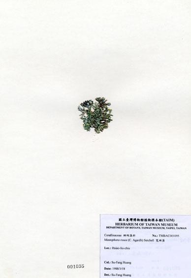 中文名：寬珊藻 (A001095)學名： em Mastophora rosea (C. Agardh) Setchell /em 