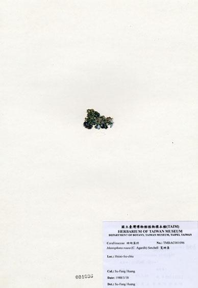 中文名：寬珊藻 (A001096)學名： em Mastophora rosea (C. Agardh) Setchell /em 