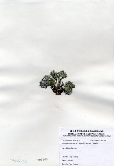 中文名：寬珊藻 (A001100)學名： em Mastophora rosea (C. Agardh) Setchell /em 