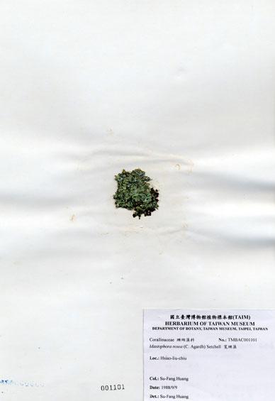 中文名：寬珊藻 (A001101)學名： em Mastophora rosea (C. Agardh) Setchell /em 