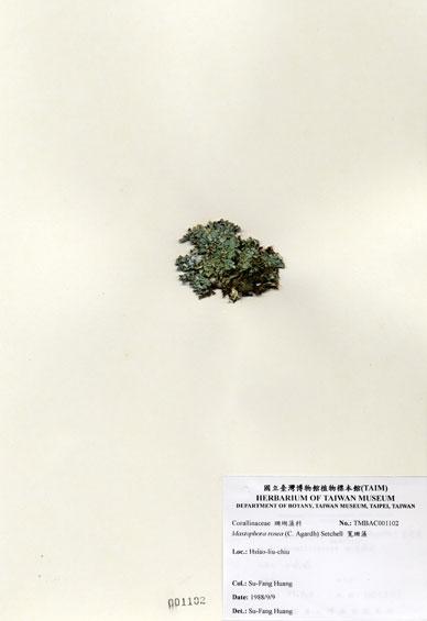 中文名：寬珊藻 (A001102)學名： em Mastophora rosea (C. Agardh) Setchell /em 
