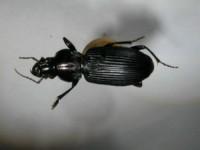 拉丁屬名： em Trigonotoma /em 拉丁種名： em dohrnii /em 
