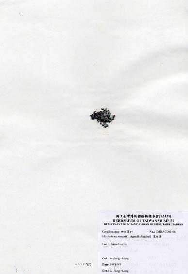 中文名：寬珊藻 (A001106)學名： em Mastophora rosea (C. Agardh) Setchell /em 