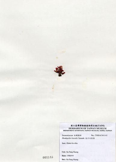 中文名：北方赤盾藻 (A001143)學名： em Rhodopeltis borealis Yamada /em 