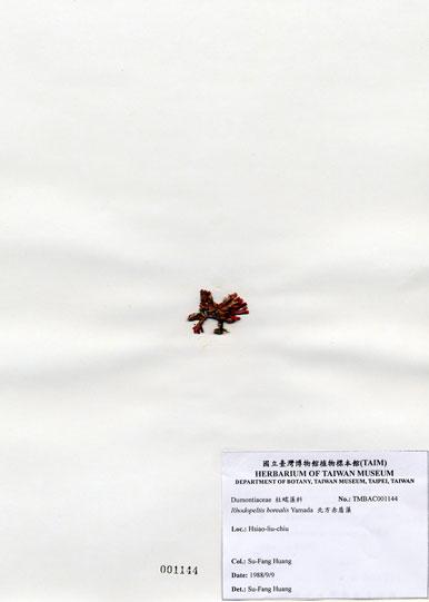 中文名：北方赤盾藻 (A001144)學名： em Rhodopeltis borealis Yamada /em 