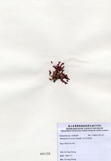 中文名：北方赤盾藻 (A001145)學名： em Rhodopeltis borealis Yamada /em 