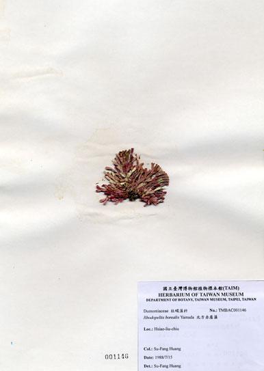 中文名：北方赤盾藻 (A001146)學名： em Rhodopeltis borealis Yamada /em 