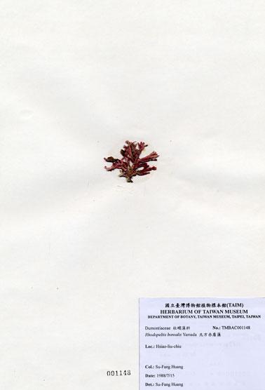 中文名：北方赤盾藻 (A001148)學名： em Rhodopeltis borealis Yamada /em 