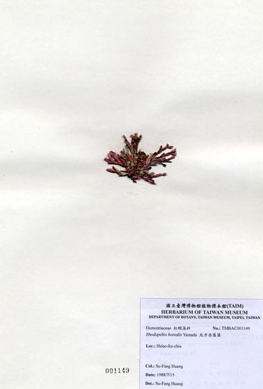 中文名：北方赤盾藻 (A001149)學名： em Rhodopeltis borealis Yamada /em 