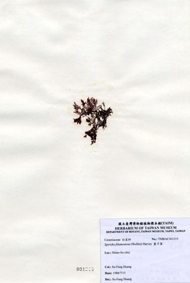 中文名：藍子藻 (A001215)學名： em Spyridia filamentosa (Wulfen) Harvey ex Hooker /em 