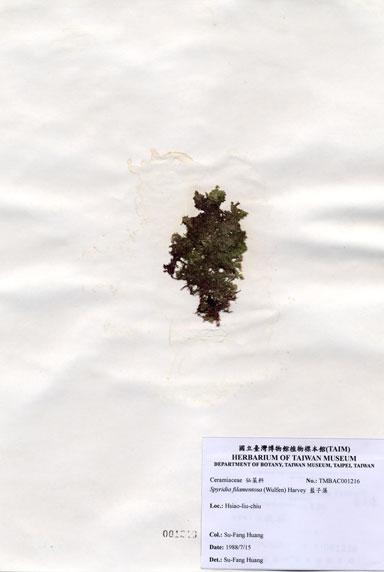 中文名：藍子藻 (A001216)學名： em Spyridia filamentosa (Wulfen) Harvey ex Hooker /em 