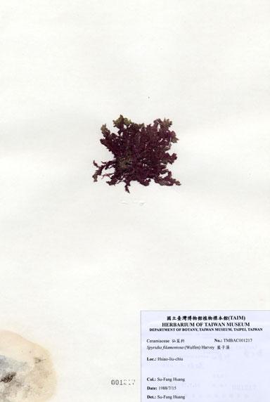 中文名：藍子藻 (A001217)學名： em Spyridia filamentosa (Wulfen) Harvey ex Hooker /em 