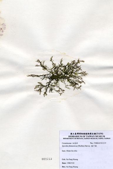 中文名：藍子藻 (A001219)學名： em Spyridia filamentosa (Wulfen) Harvey ex Hooker /em 