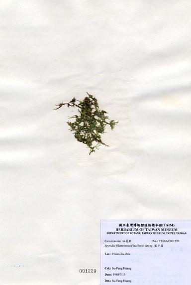 中文名：藍子藻 (A001220)學名： em Spyridia filamentosa (Wulfen) Harvey ex Hooker /em 