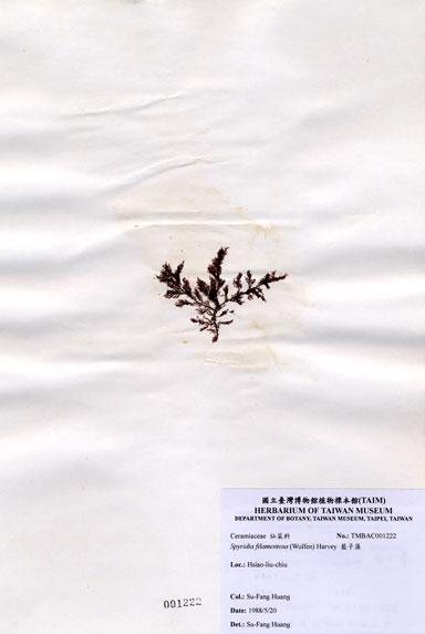 中文名：藍子藻 (A001222)學名： em Spyridia filamentosa (Wulfen) Harvey ex Hooker /em 