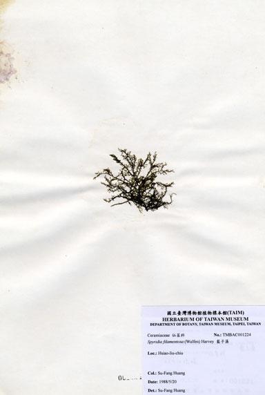 中文名：藍子藻 (A001224)學名： em Spyridia filamentosa (Wulfen) Harvey ex Hooker /em 