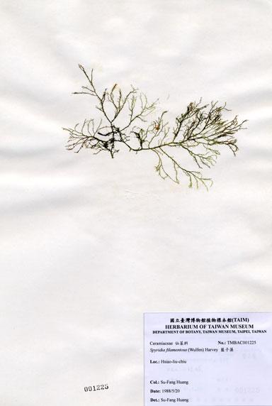 中文名：藍子藻 (A001225)學名： em Spyridia filamentosa (Wulfen) Harvey ex Hooker /em 