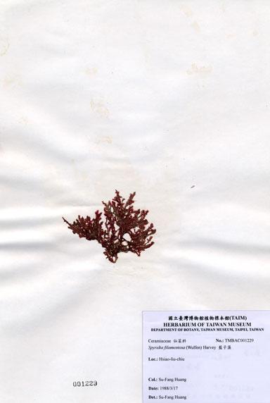 中文名：藍子藻 (A001229)學名： em Spyridia filamentosa (Wulfen) Harvey ex Hooker /em 