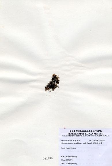 中文名：猩紅斜網藻 (A001239)學名： em Vanvoorstia coccinea Harvey ex J. Agardh /em 
