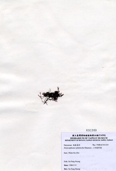 中文名：二列匍管藻 (A001243)學名： em Herposiphonia subdisticha Okamura /em 