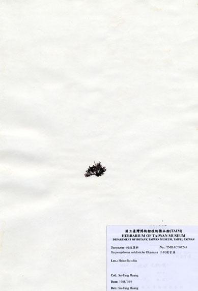 中文名：二列匍管藻 (A001245)學名： em Herposiphonia subdisticha Okamura /em 