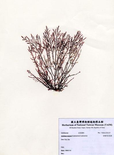 中文名：安曼司石花菜 (A001257)學名： em Gelidium amansii (Lamouroux) Lamouroux /em 