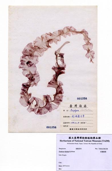 中文名：長葉紫菜 (A001258)學名： em Porphyra dentata Kjellman /em 